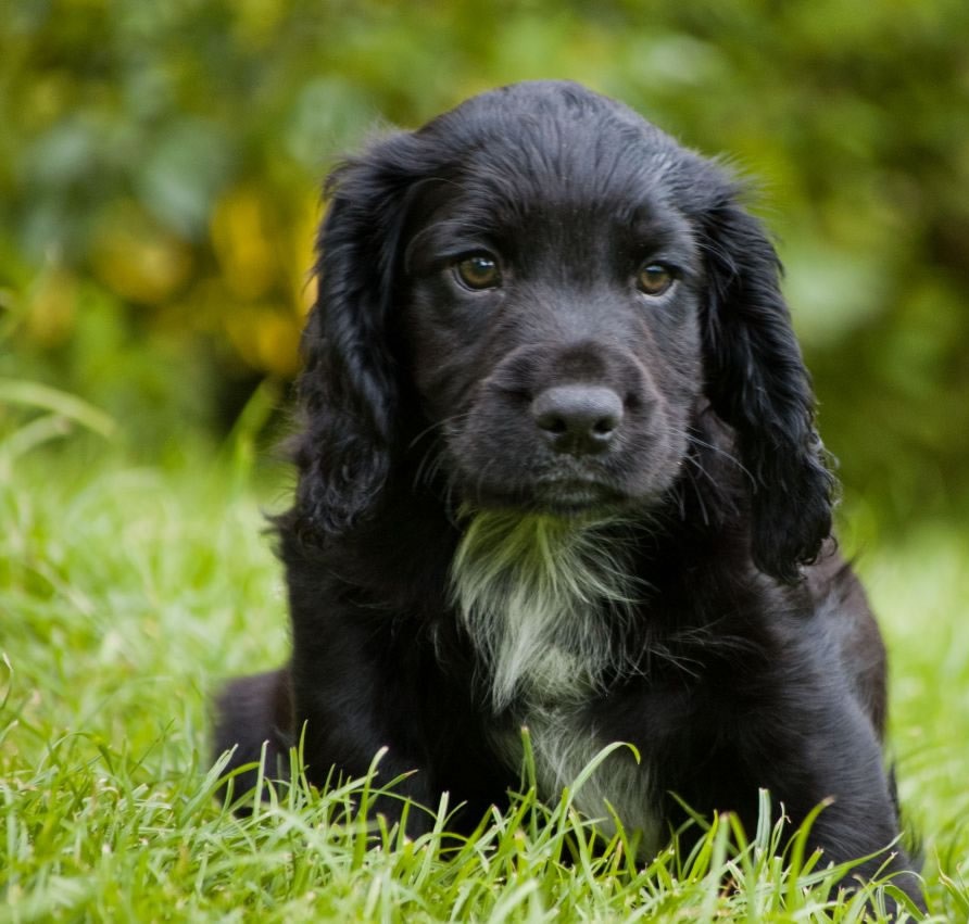 Black Cocker Spaniel