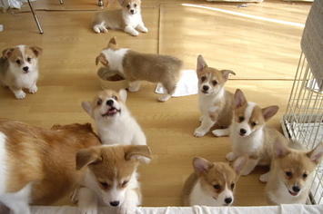 Group of Corgi Puppies