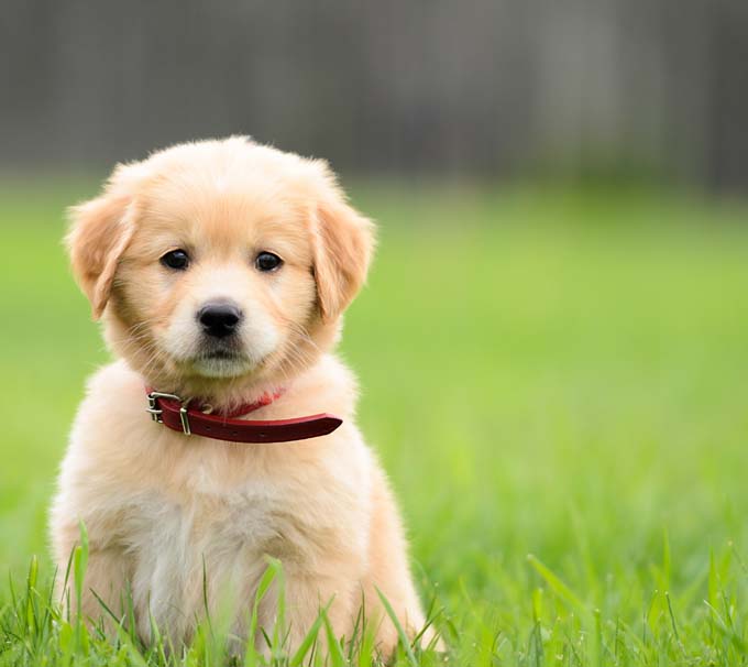 Golden Retriever Puppy