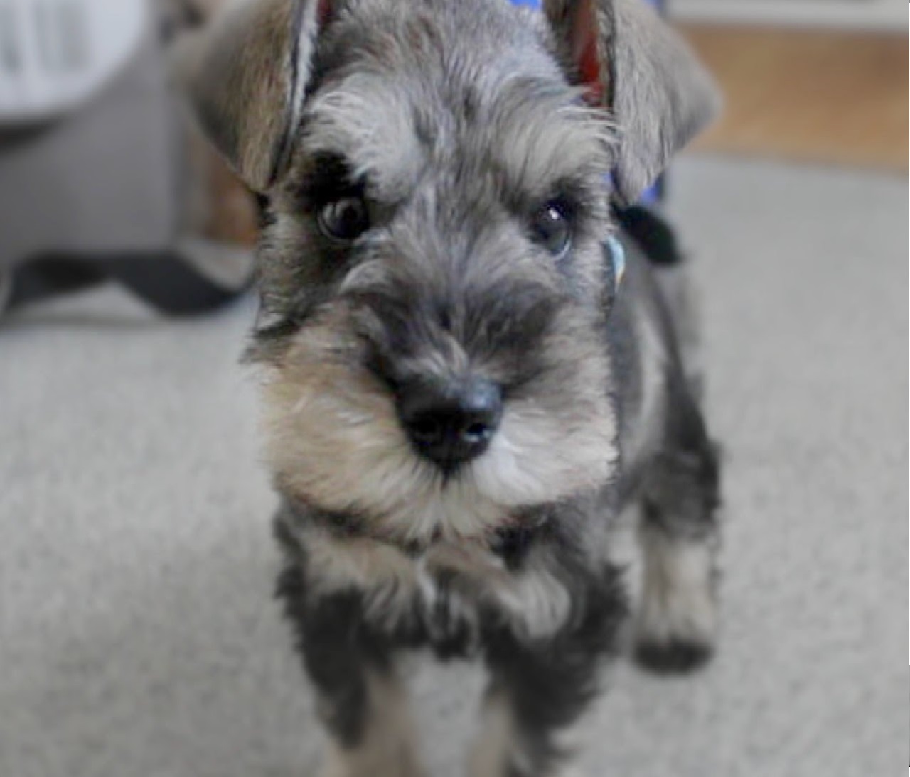 Black Miniture Schnauzer